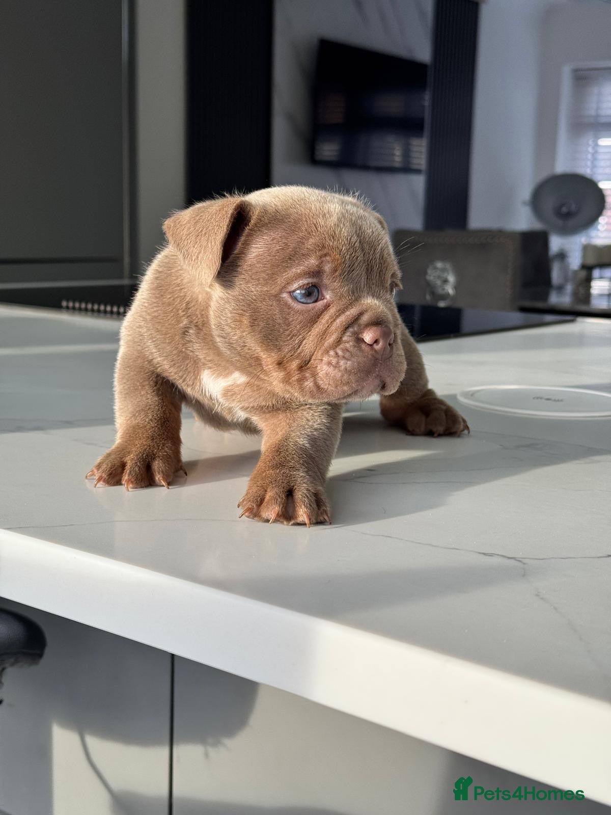 American Bully dogs Stunning Bully pup available now  - Advert 1