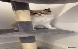 Ragdoll cats for sale: TICA RAGDOLL KITTENS GR EUR CHAMPION BLOODLINE🏆🏆 - Image 7
