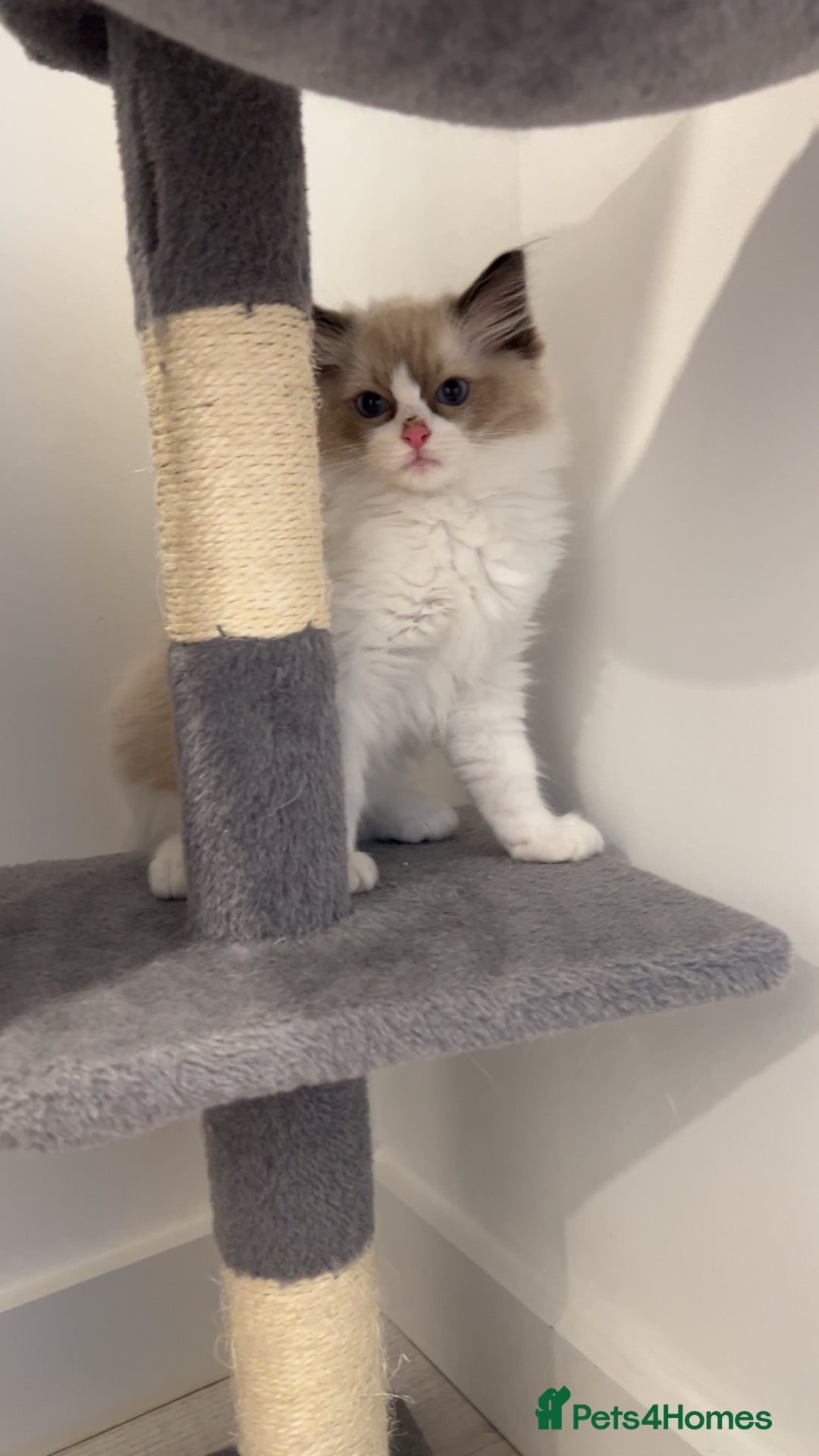 Ragdoll cats for sale: TICA RAGDOLL KITTENS GR EUR CHAMPION BLOODLINE🏆🏆 - Image 7