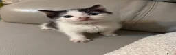 Domestic Shorthair cats for sale: Beautiful black and white cat - Male - Advert 5