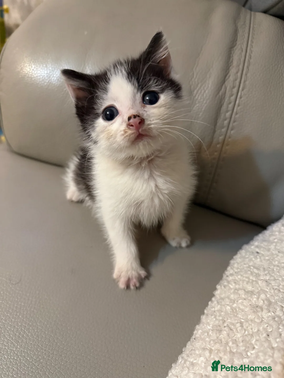 Domestic Shorthair cats for sale: Beautiful black and white cat - Male - Advert 5