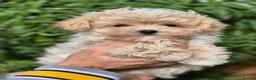Maltipoo dogs for sale: Amazing Tiny Korean Maltipoo Puppies.  - Advert 5