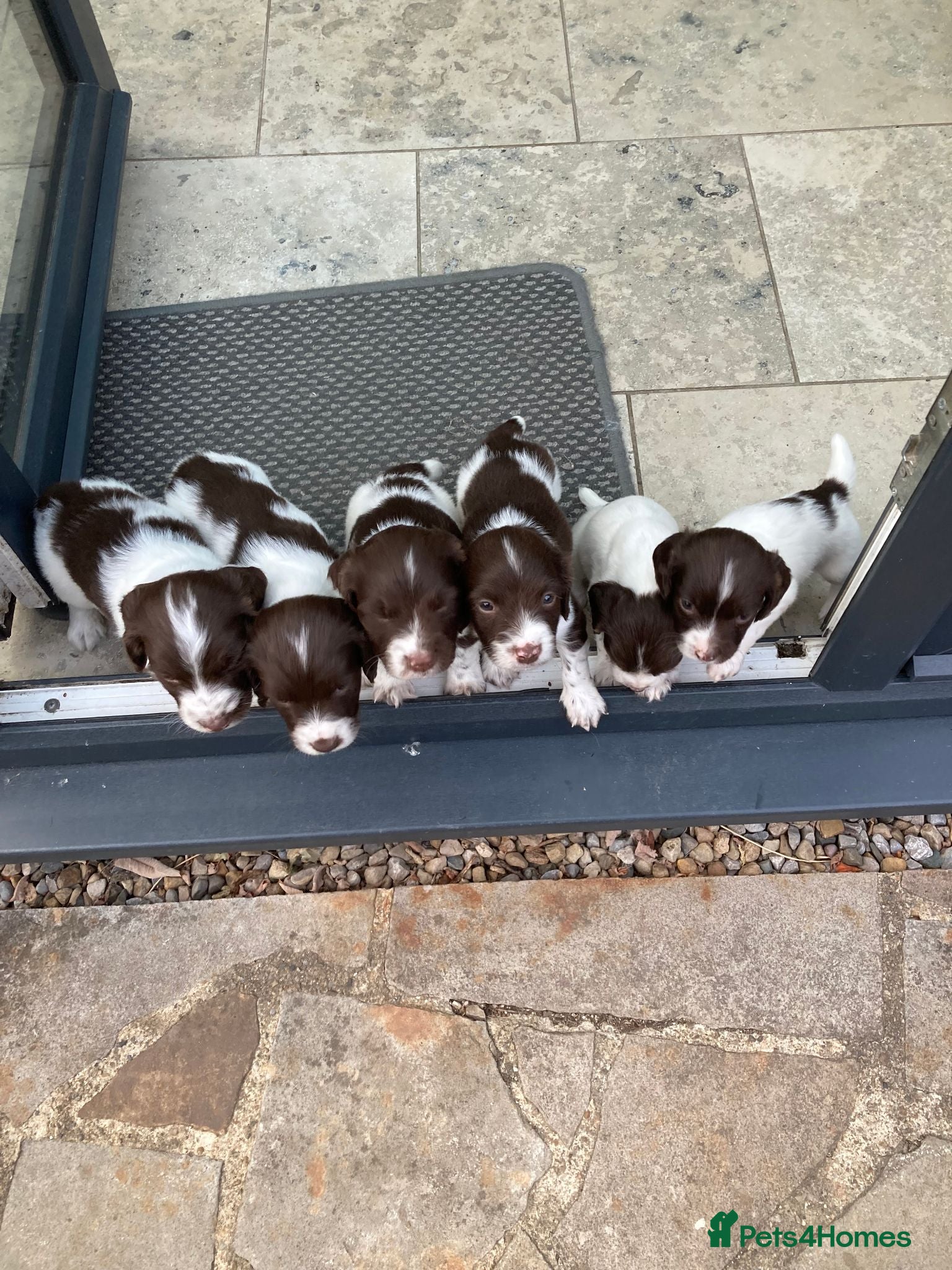 English Springer Spaniel dogs Pedigree English Springer Spaniel Pups KC Reg - Advert 2
