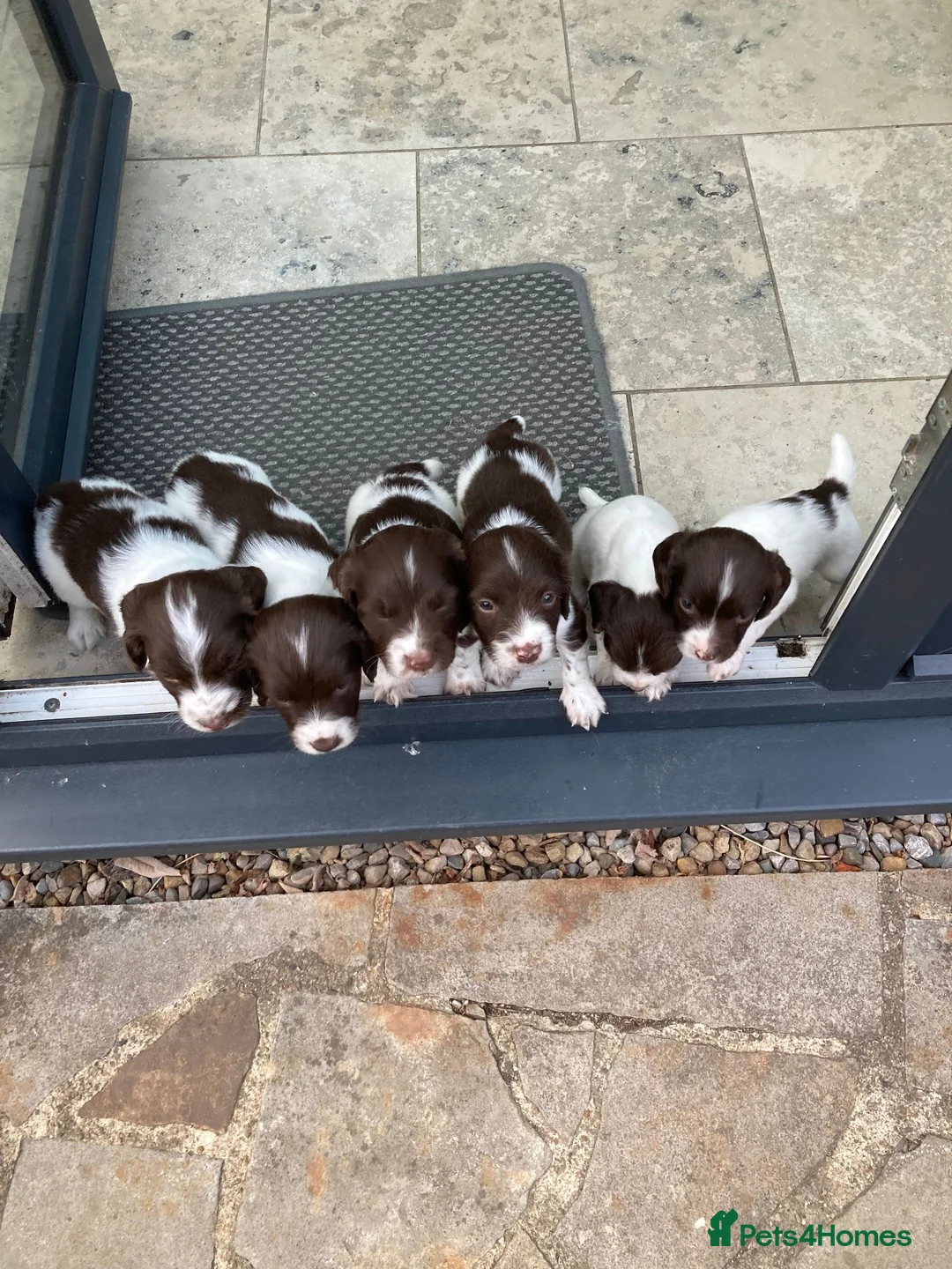 English Springer Spaniel dogs for sale: Pedigree English Springer Spaniel Pups KC Reg - Advert 2