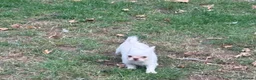 Mixed Breed dogs for sale: Super cute  chihuahua x  - Advert 3