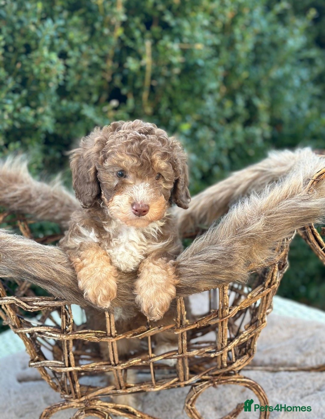 Miniature Poodle dogs for sale: Stunning chocolate phantom  - Advert 1