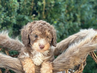 Miniature Poodle dogs Stunning chocolate phantom - Advert 4