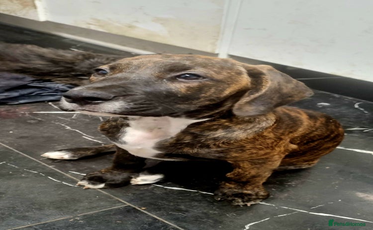 Mixed Breed dogs - Advert 3