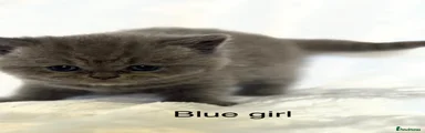 Scottish Fold 2 blue girl
