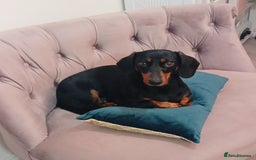 Miniature Dachshund dogs for sale: Miniature short haired daschunds  - Image 3