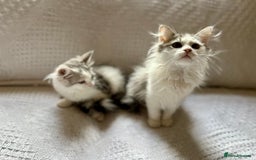 Siberian cats for sale: TICA Siberian kittens hypoallergenic & loving - Image 6
