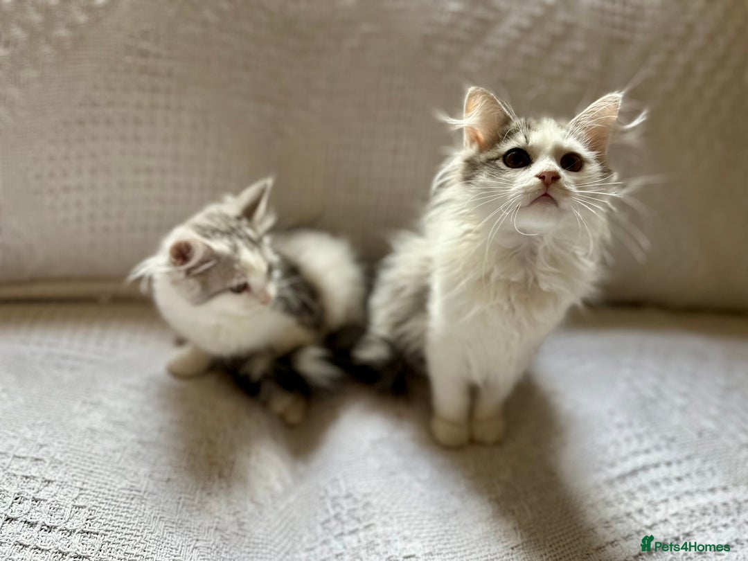 Siberian cats for sale: TICA Siberian kittens hypoallergenic & loving - Image 6