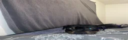 Staffordshire Bull Terrier dogs for sale: Meet bomber in Airdrie - Advert 3
