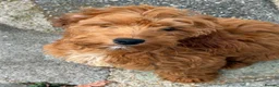 Cockapoo dogs for sale: F1 Toy Red Cockapoo Puppies - Advert 5