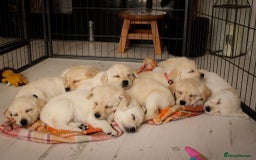 Labrador Retriever dogs for sale: Beautiful labrador puppies for sale - Image 18