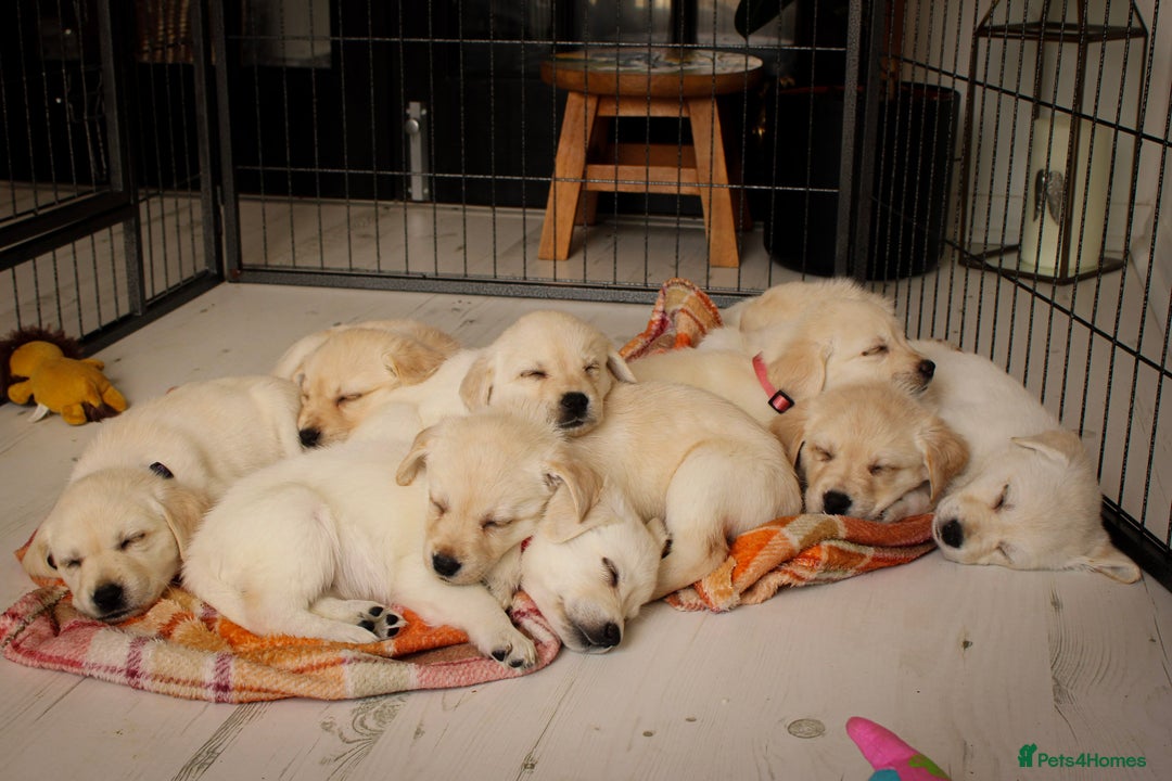 Labrador Retriever dogs for sale: Beautiful labrador puppies for sale - Image 18