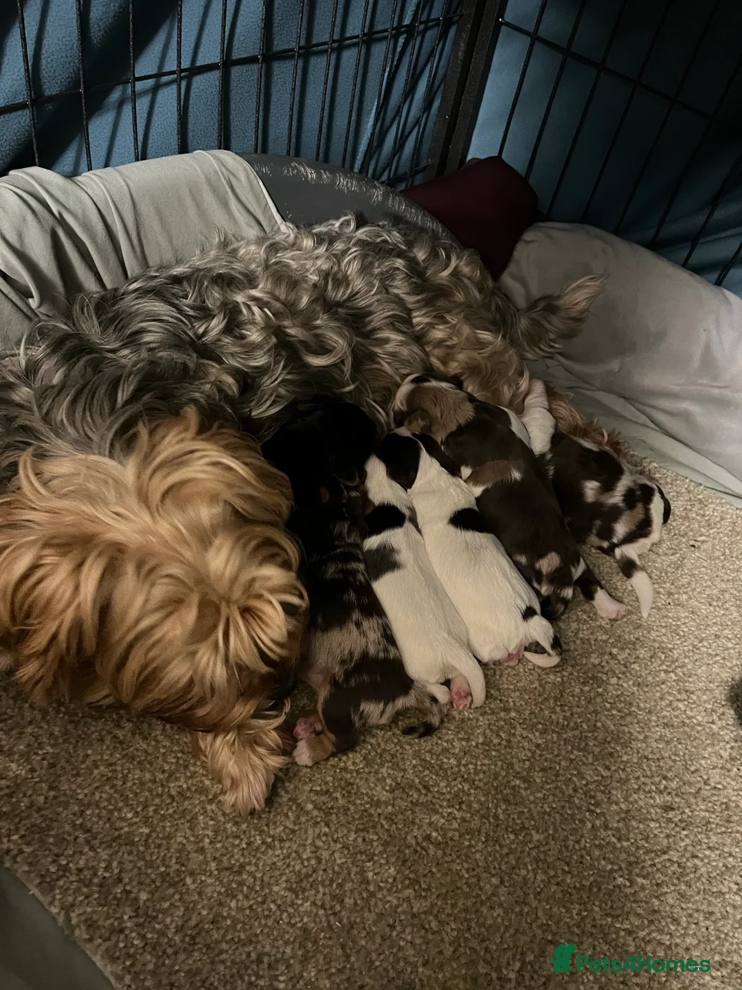 Yorkshire Terrier dogs for sale: READY NOW! - MINI YORKSHIRE TERRIERS - Advert 8