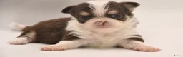 Chihuahua dogs for sale: ⭐️ Classic Apple Head KC Long Coated Chihuahuas ⭐️ - Advert 2