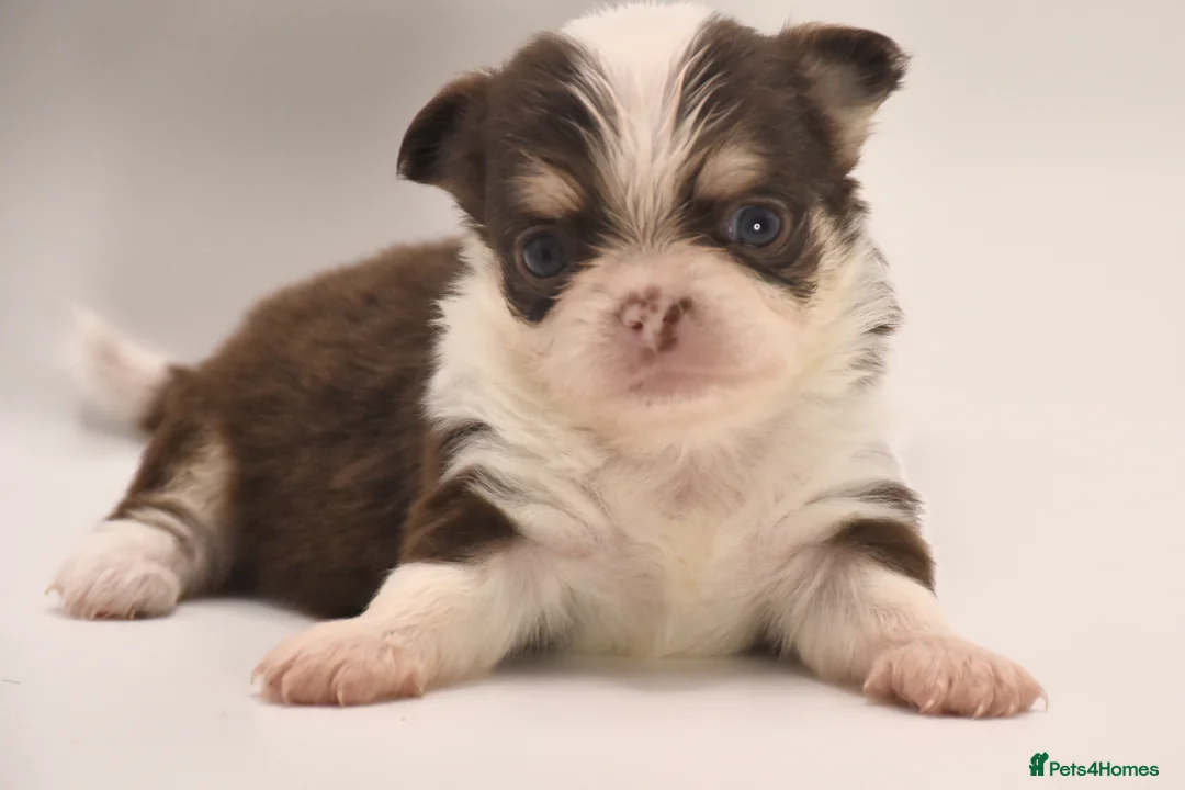 Chihuahua dogs for sale: ⭐️ Classic Apple Head KC Long Coated Chihuahuas ⭐️ - Advert 2
