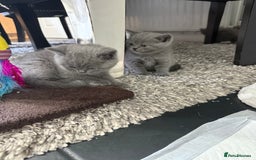 British Shorthair cats for sale: British blue shorthair in Bradford - Image 11