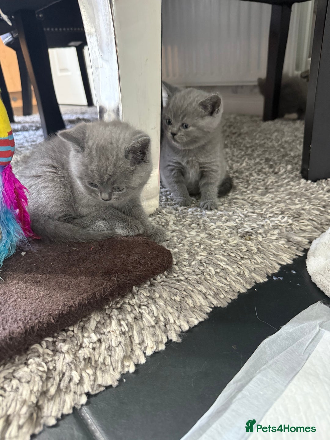 British Shorthair cats for sale: British blue shorthair in Bradford - Image 11