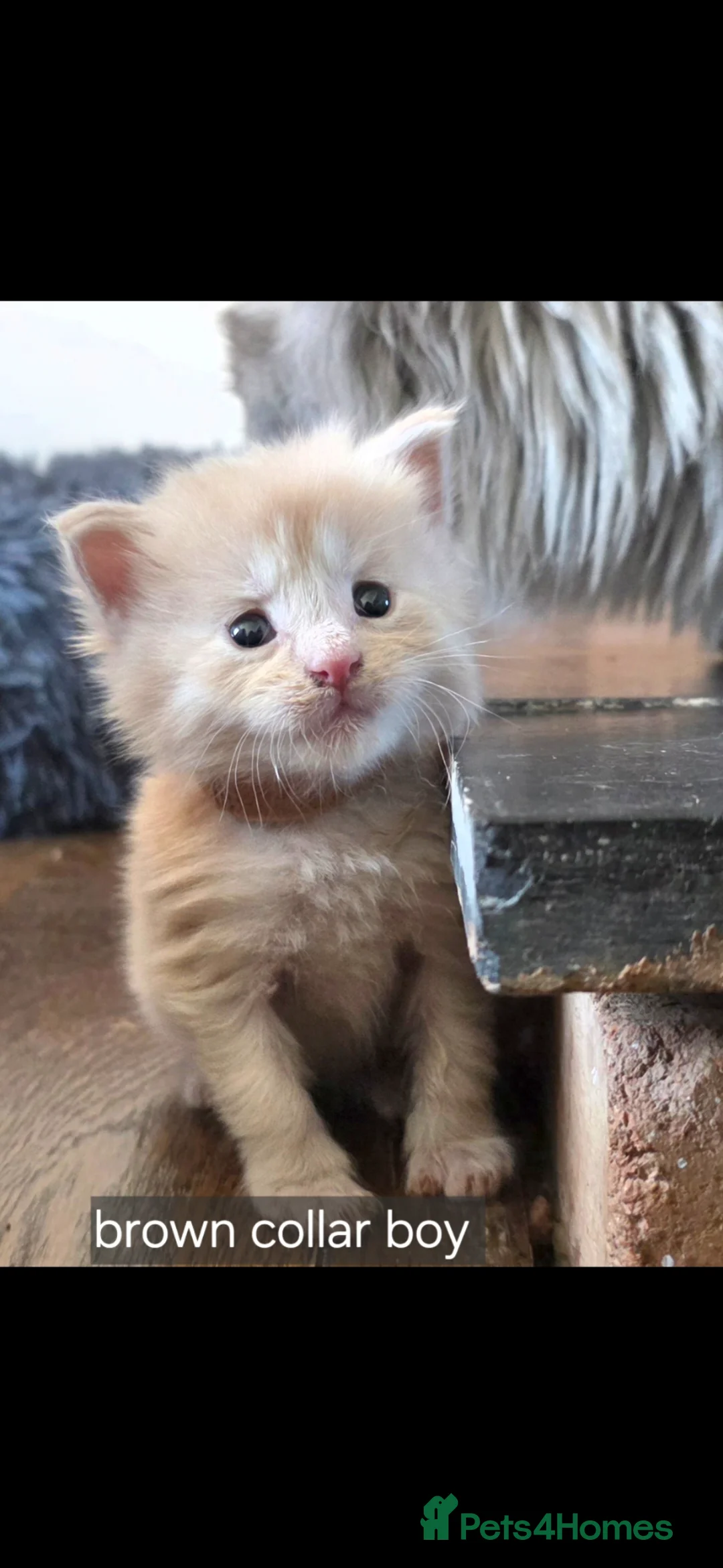 Maine Coon cats for sale: Maine coon pedigree kittens  - Advert 1