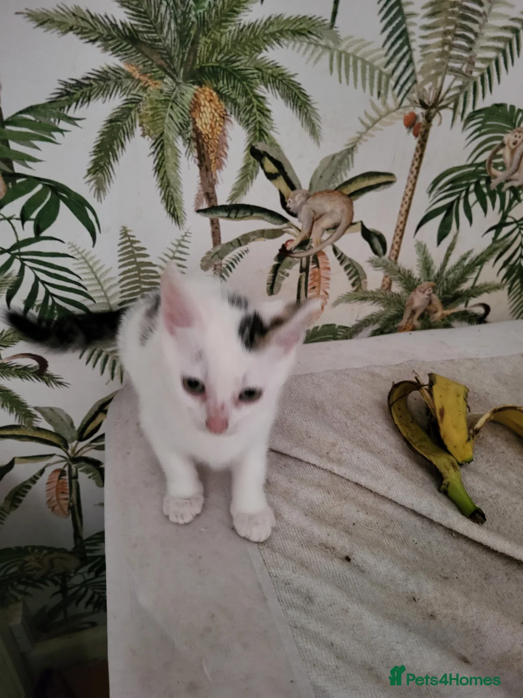 British Shorthair cats for sale: Lovely athletic boy in Shepperton - Advert 4