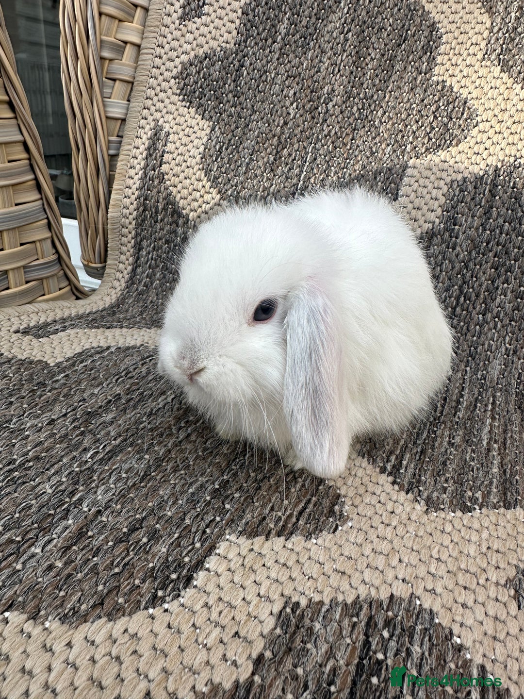 Mini Lop rabbits for sale: Gorgeous mini lop bucks available . - Image 23
