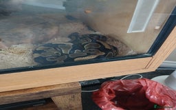 Python Snake reptiles for sale: Ball python for sale - Image 7