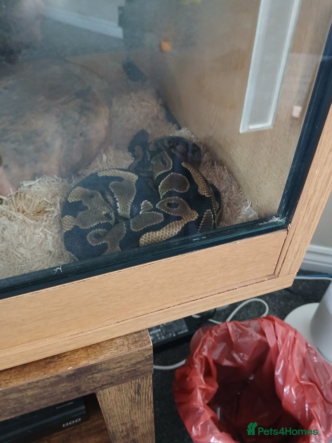 Python Snake reptiles for sale: Ball python for sale - Image 7
