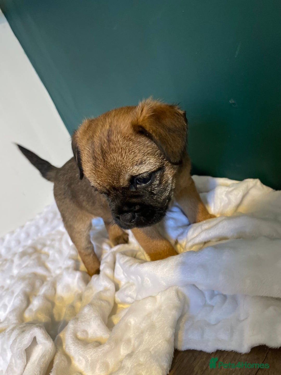 Border Terrier dogs for sale: 5 star BORDER TERRIERS PUP KC REG/SLEM CLEAR - Advert 3