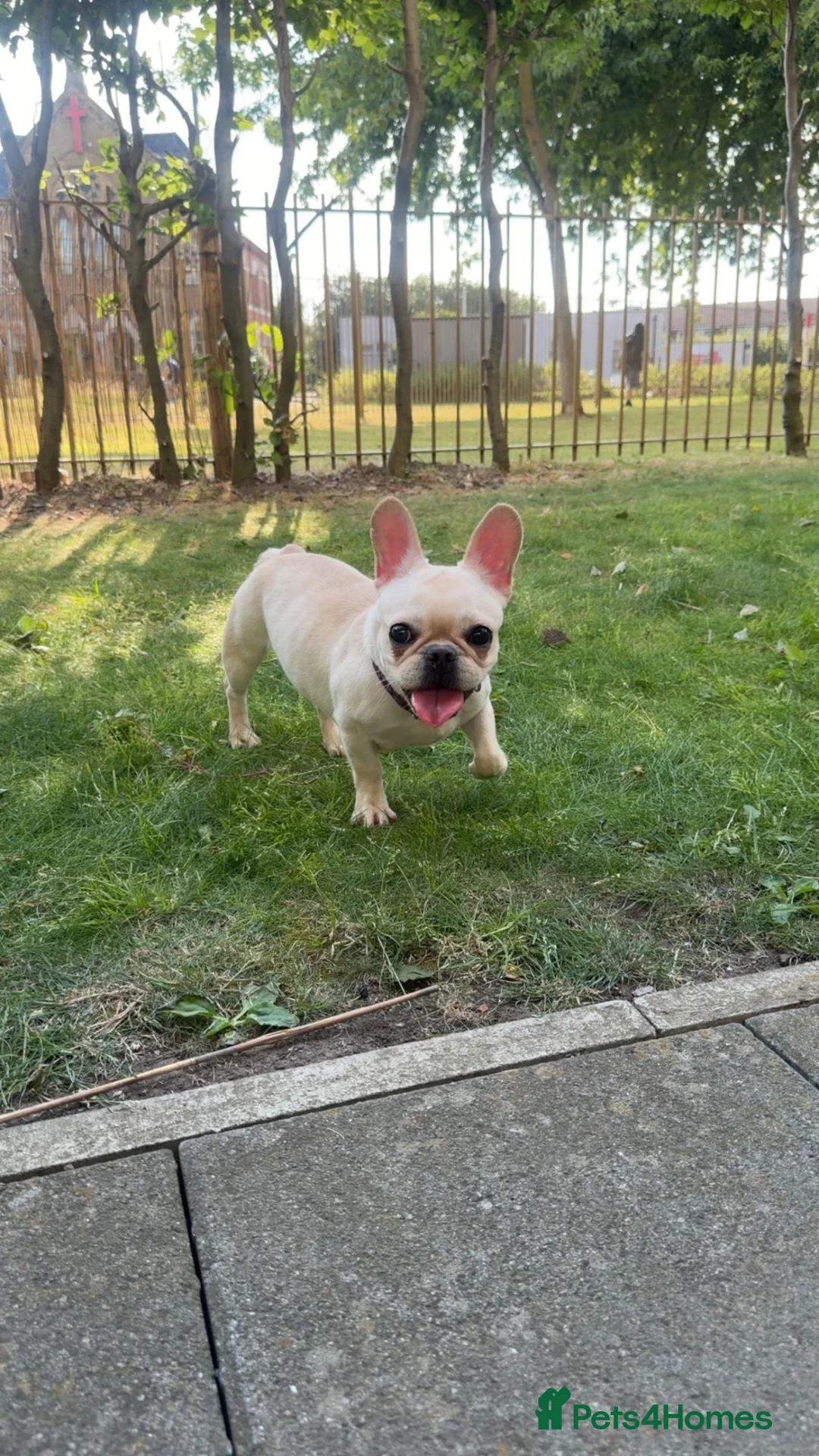 French Bulldog dogs for sale: White French Bulldog - Advert 2