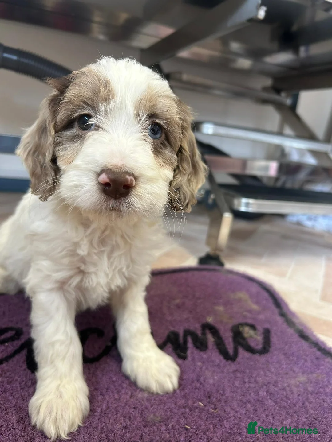 Cockapoo dogs for sale: Cockapoo puppies  - Advert 4