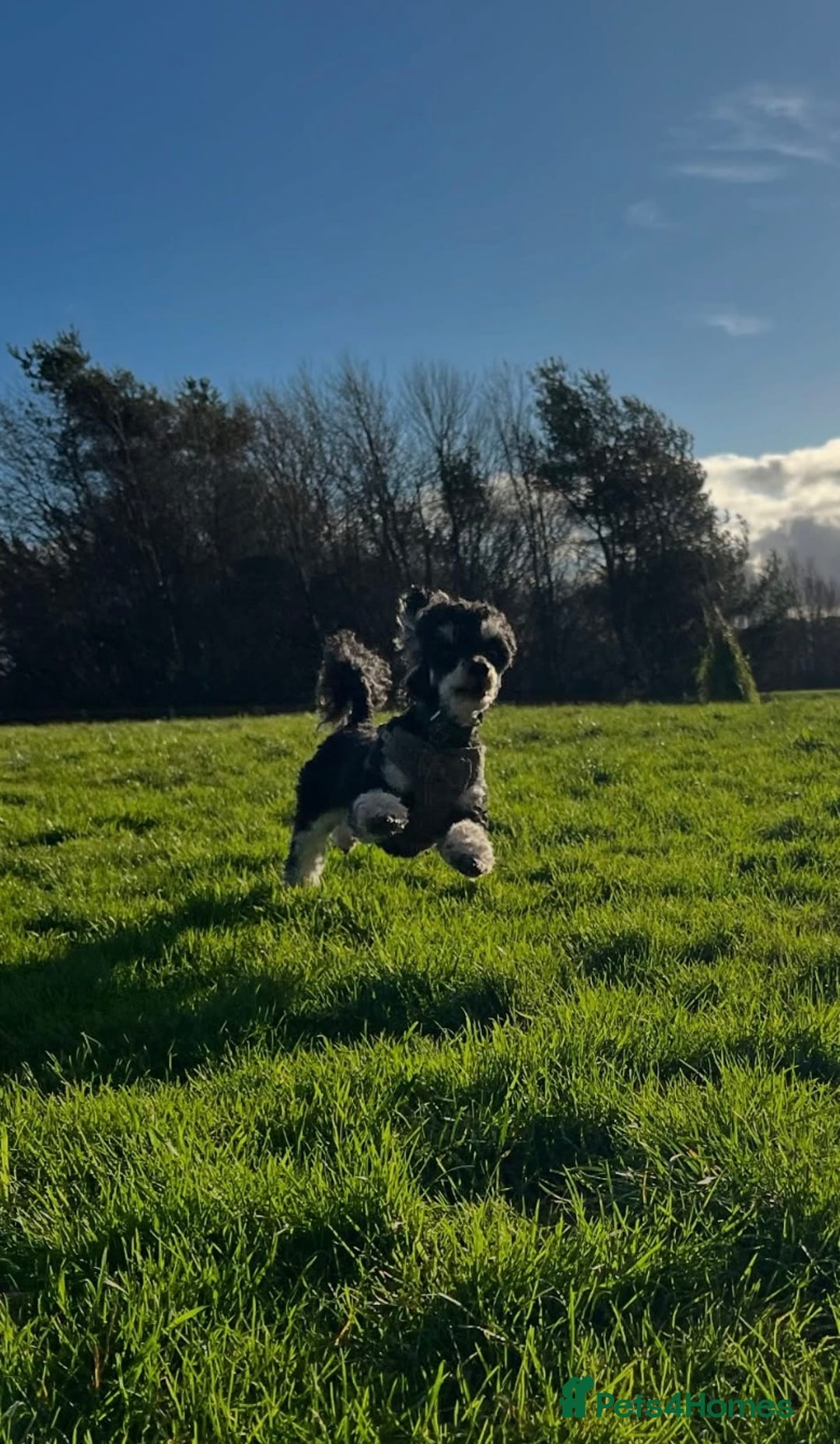 Toy Poodle dogs for stud: GRANDSON OF RICO! Health tested KC Toy Poodle Stud in Middlesbrough - Advert 3