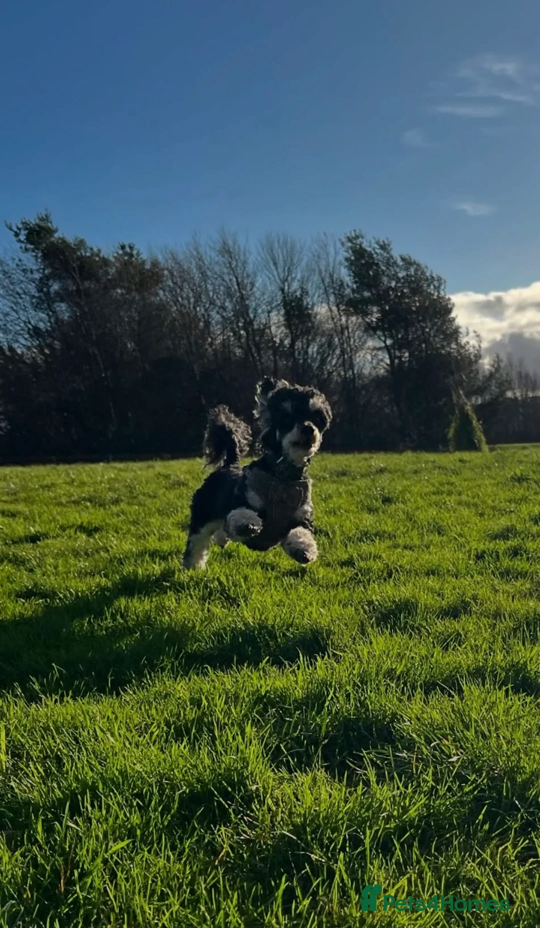 Toy Poodle dogs for stud: GRANDSON OF RICO! Health tested KC Toy Poodle Stud in Middlesbrough - Advert 3