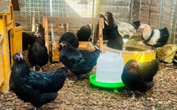 Chickens poultry for sale: Point of Lay Chickens - AVAILABLE NOW - Image 4