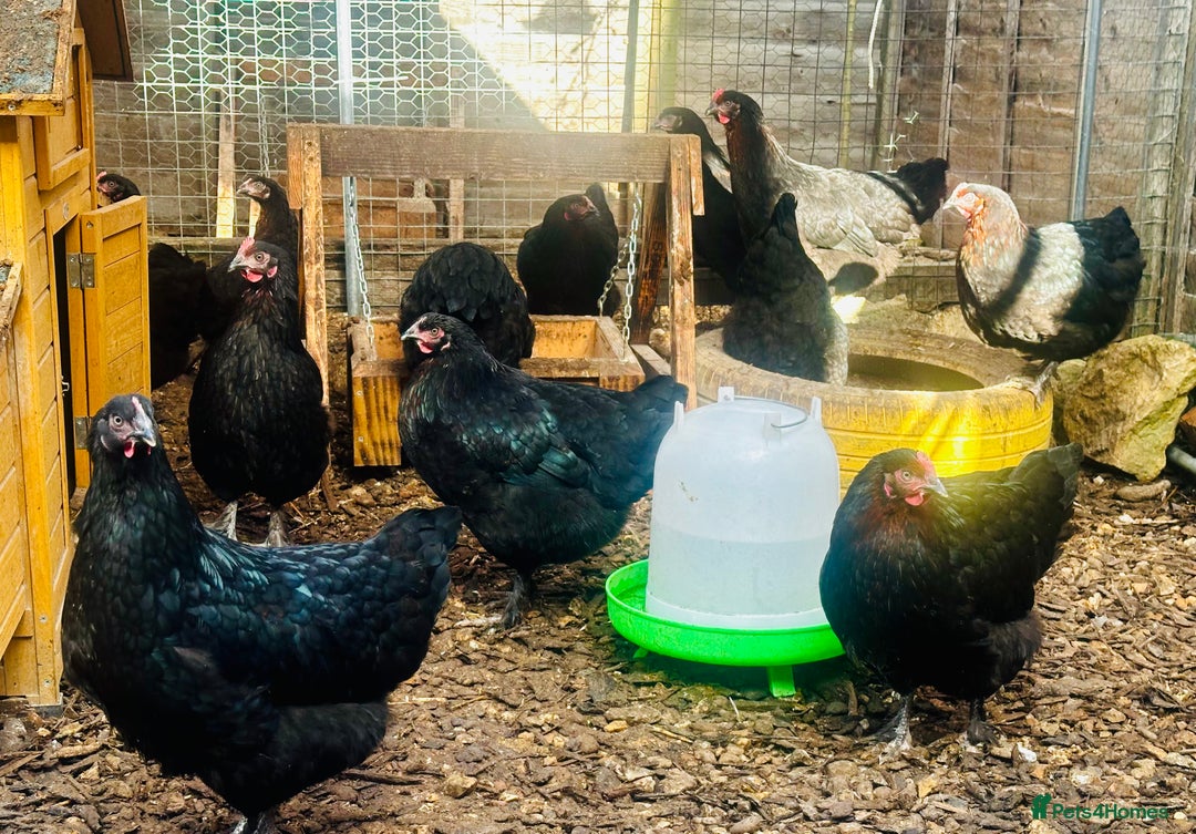 Chickens poultry for sale: Point of Lay Chickens - AVAILABLE NOW - Image 4