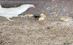 Chickens poultry for sale: 1 mother hen and 5 baby chicks  - Image 1