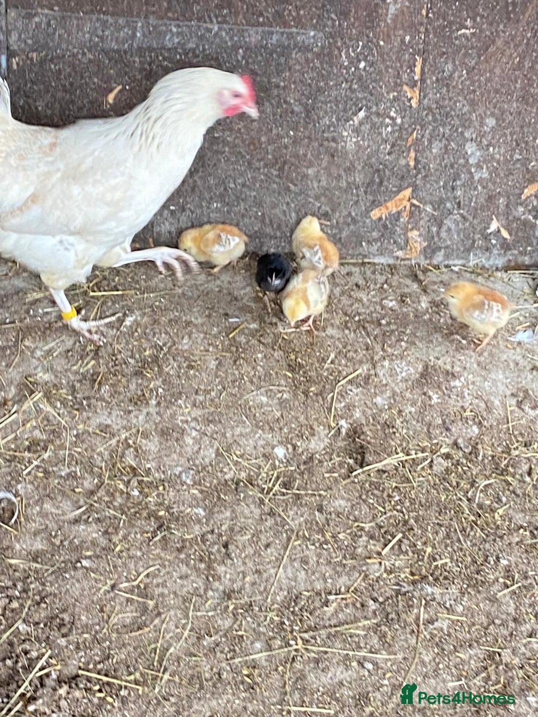 Chickens poultry for sale: 1 mother hen and 5 baby chicks  - Image 1