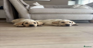 Labrador Retriever dogs - Advert 8
