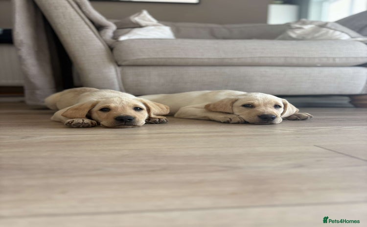 Labrador Retriever dogs for sale - Advert 2