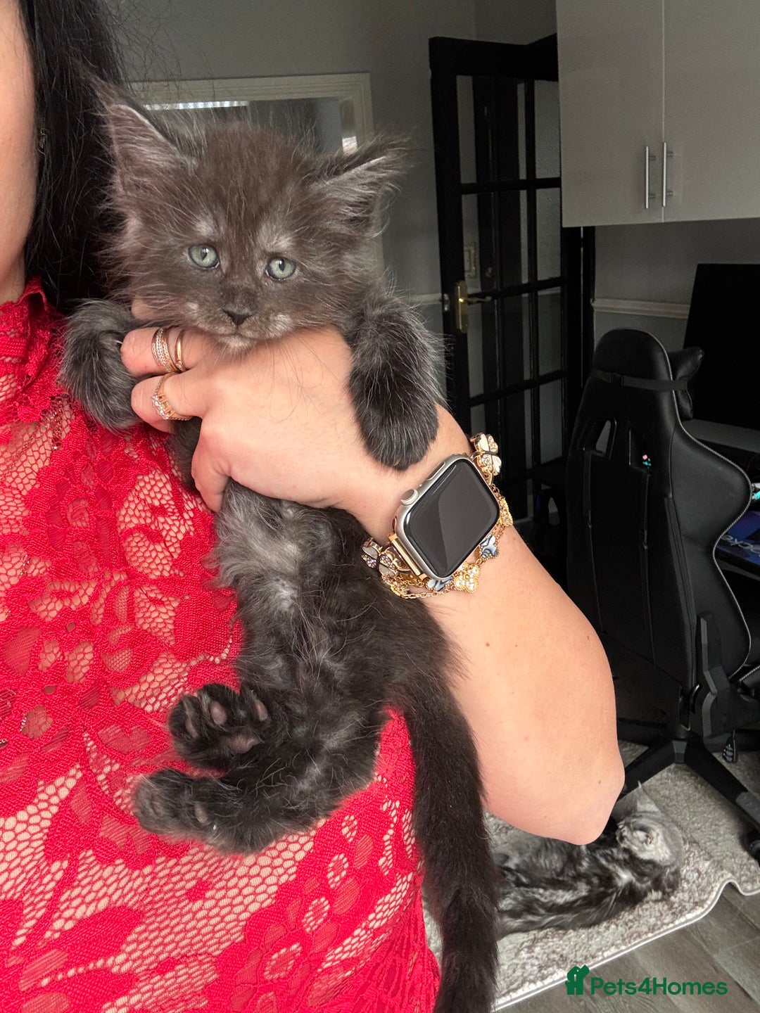 Maine Coon cats for sale: Russian XL maine coons!❤️ready to leave next week! - Image 22