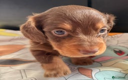 Dachshund dogs for sale: 3 beautiful long hair daschund puppies - Image 7