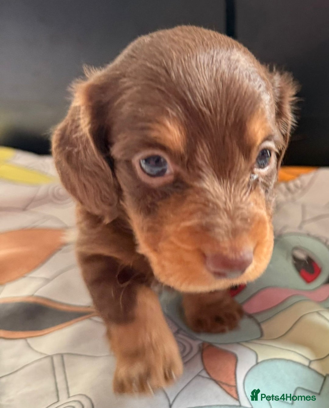 Dachshund dogs for sale: 3 beautiful long hair daschund puppies - Image 7
