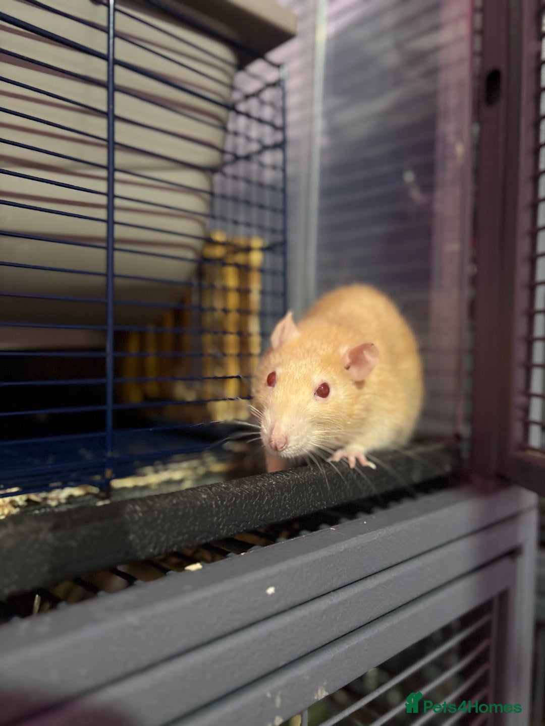Rat rodents for sale: Ginger and summer  - Advert 2