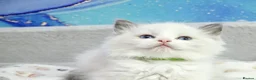 Ragdoll cats for sale: blue bicolour girls and boys available  - Advert 2