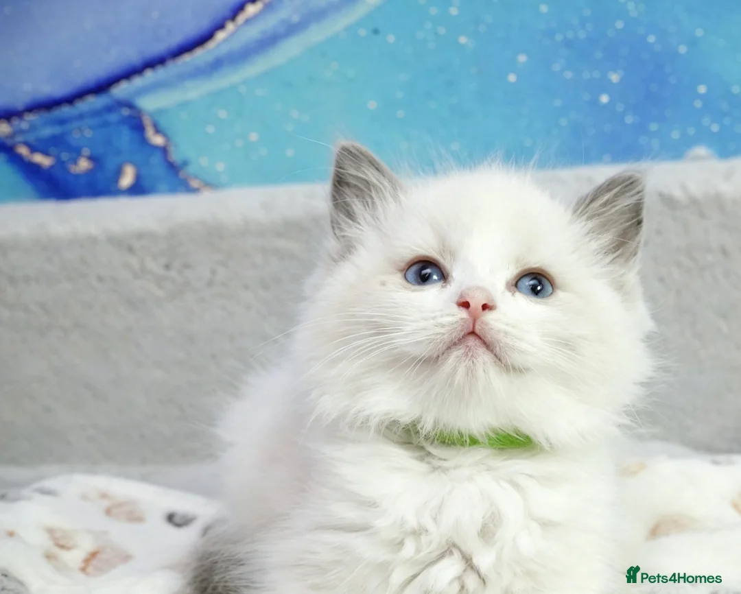 Ragdoll cats for sale: blue bicolour girls and boys available  - Advert 2