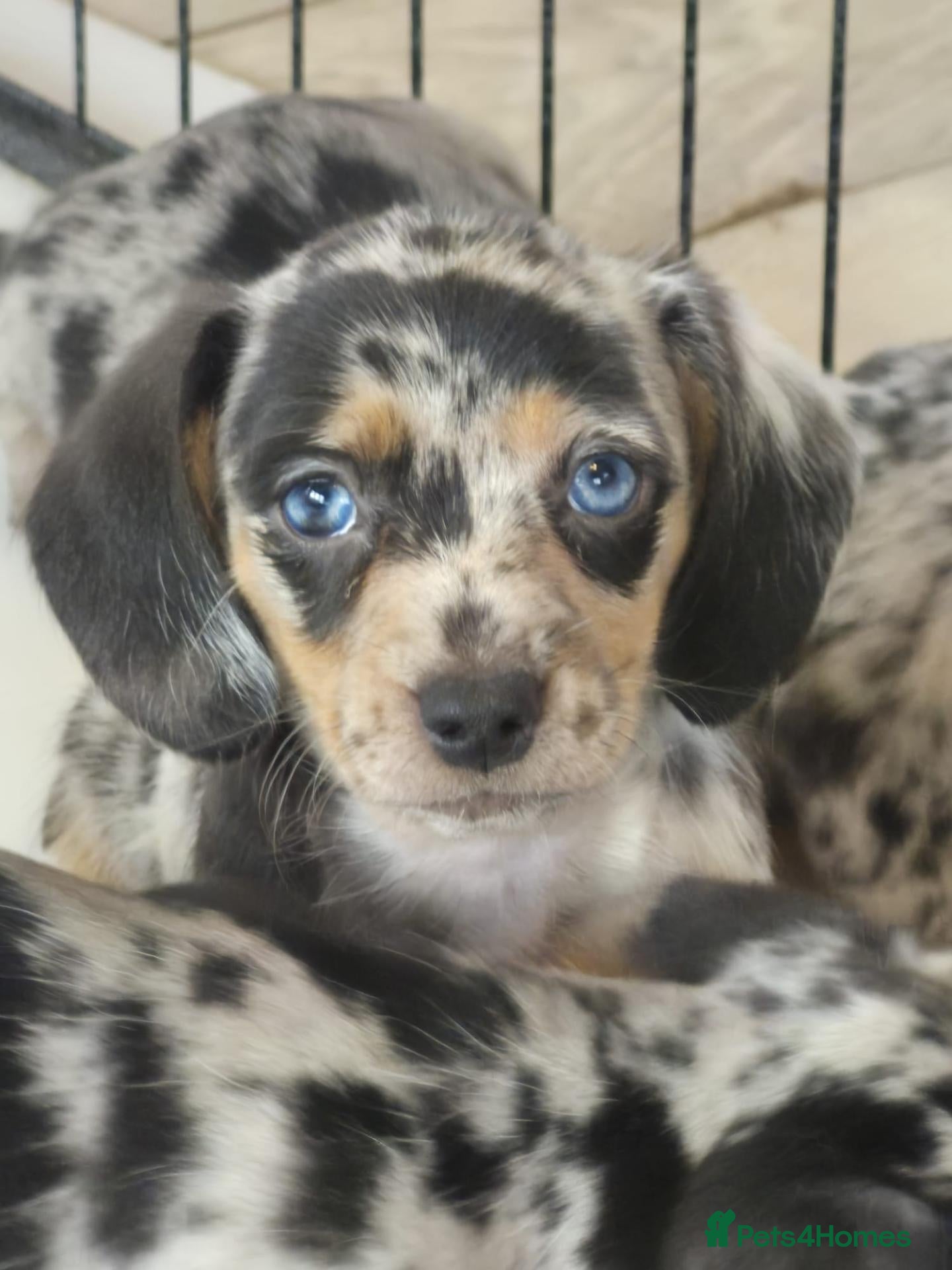 Mixed Breed dogs Adorable dachshund cross pups - Advert 2