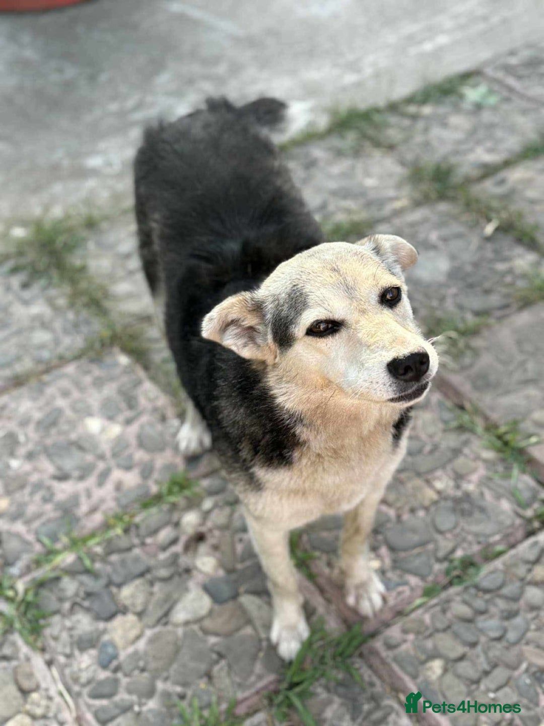 Mixed Breed dogs for adoption: Cindy for adoption - Advert 6