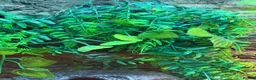 Leopard Gecko reptiles for sale: Leopard gecko and full set up  in Leicester - Advert 12